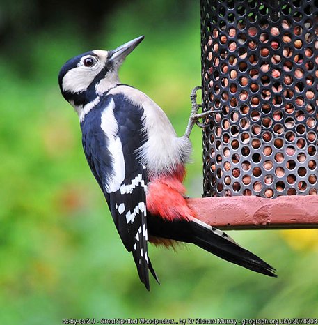 Nature and Bird Watching the photograph shows a Woodpecker, often found in Dorset woodland. 