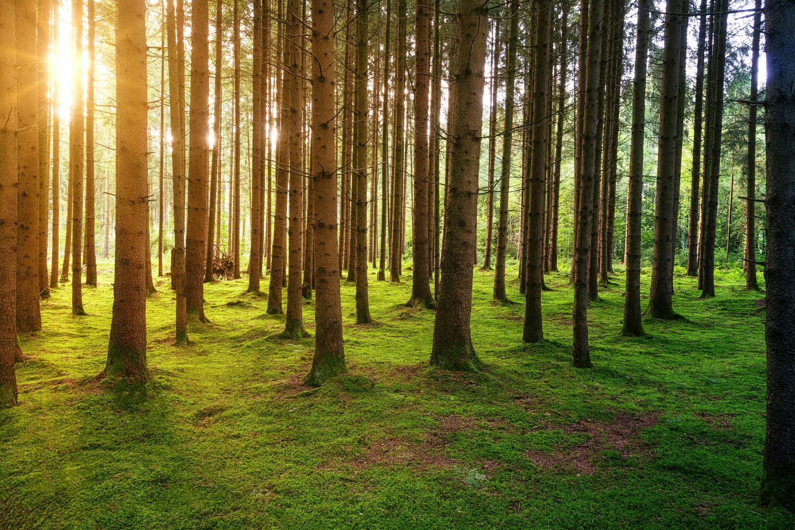 The background image shows the bright morning sunrise through a cluster of tall trees which all have thin trunks - similar to Pine Trees.